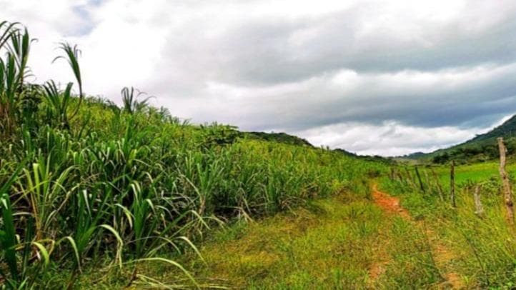 ENGENHO SANTA RITA, COM ÁREA DE 162,50 HECTARES, CABO DE SANTO AGOSTINHO/PE. 