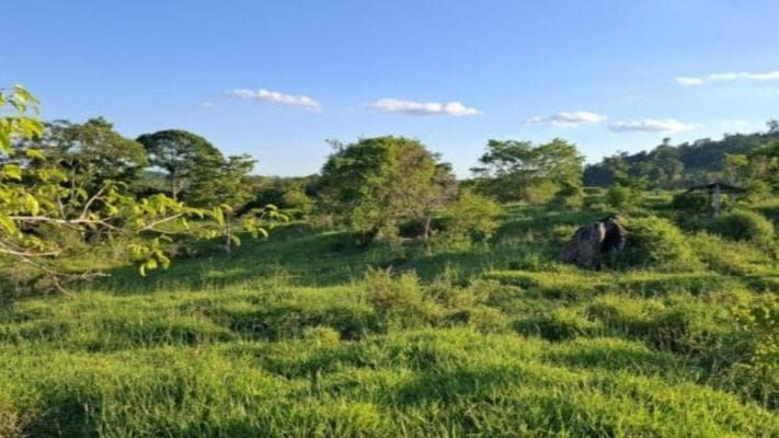 IMÓVEL RURAL DENOMINADO CONJUNTO BELO HORIZONTE, COM ÁREA DE 201HA., NA ZONA DA PALMEIRA, ZONA RURAL, AIQUIARA/BA. 